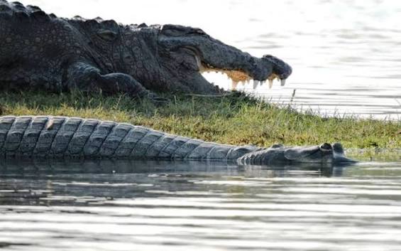 Crocodile at the sanctuary