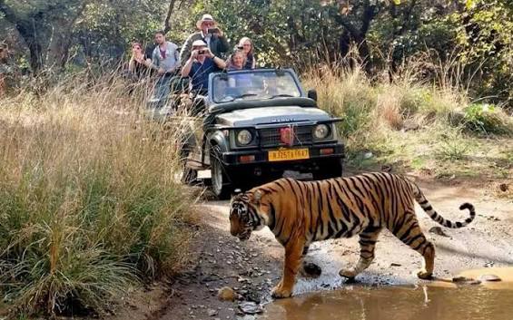 Bengal tiger in the forest